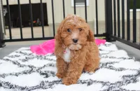 Felicity , a female Cavapoo for sale in Millersburg, OH – 6 of 10