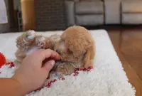 Sonny, a male Poochon for sale in Millersburg, OH – Photo 9 of 10