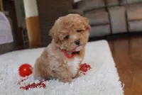 Sonny, a male Poochon for sale in Millersburg, OH – Photo 3 of 10