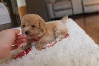 Sonny, a male Poochon for sale in Millersburg, OH – Photo 7 of 10