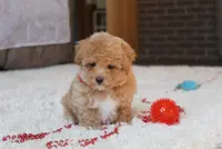 Sonny, a male Poochon for sale in Millersburg, OH – Photo 8 of 10