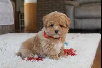 Sonny, a male Poochon for sale in Millersburg, OH – Photo 1 of 10