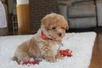 Sonny, a male Poochon for sale in Millersburg, OH – Photo 2 of 10