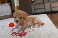 Sonny, a male Poochon for sale in Millersburg, OH – Photo 5 of 10