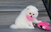 Reese, a female Pomeranian for sale in Millersburg, OH – 3 of 10