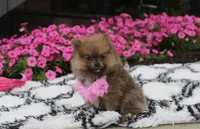 Zara, a female Pomeranian for sale in Millersburg, OH – 7 of 10