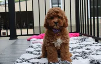 Phoebe , a female Cockapoo for sale in Millersburg, OH – 2 of 7