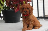 Max, a male Cavapoo for sale in Millersburg, OH – 8 of 9