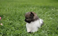 Juno, a female Pomeranian for sale in Millersburg, OH – 6 of 10