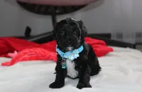 Ranger, a male Yorkipoo for sale in Millersburg, OH – 5 of 7