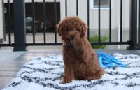 Simba, a male Poodle - Miniature  for sale in Millersburg, OH – 2 of 7