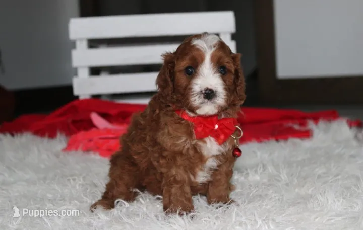 Mika – Cavapoo puppy for sale in Millersburg, OH