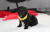 Rocky, a male Yorkipoo for sale in Millersburg, OH – 7 of 10
