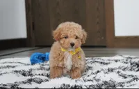 Riley, a male Bichon Frise and Poodle - Toy  for sale in Millersburg, OH – Photo 3 of 7