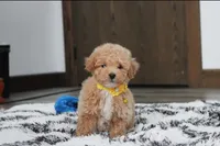 Riley, a male Bichon Frise and Poodle - Toy  for sale in Millersburg, OH – Photo 7 of 7