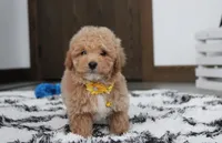 Riley, a male Bichon Frise and Poodle - Toy  for sale in Millersburg, OH – Photo 4 of 7