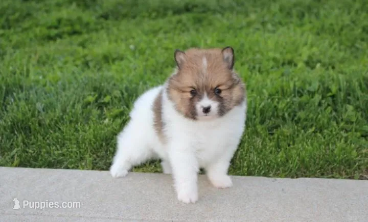 Theo – Pomeranian puppy for sale in Millersburg, OH