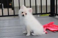 Cooper , a female Pomeranian for sale in Millersburg, OH – 5 of 5