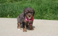 Aurora , a female Poodle - Miniature  for sale in Millersburg, OH – Photo 5 of 8