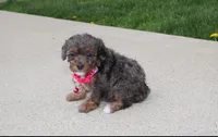 Aurora , a female Poodle - Miniature  for sale in Millersburg, OH – Photo 8 of 8