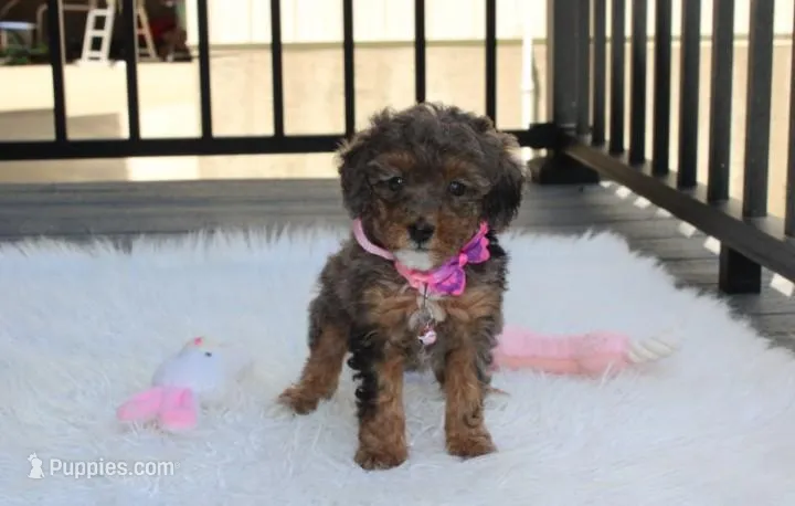 Aurora  – Poodle - Miniature  puppy for sale in Millersburg, OH