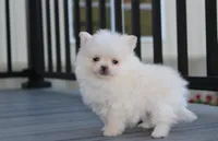Mochi, a male Pomeranian for sale in Millersburg, OH – 8 of 10