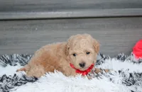 Kelby, a male Bichpoo for sale in Millersburg, OH – 6 of 6