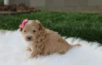 Bonnie , a female Maltipoo for sale in Millersburg, OH – Photo 7 of 7