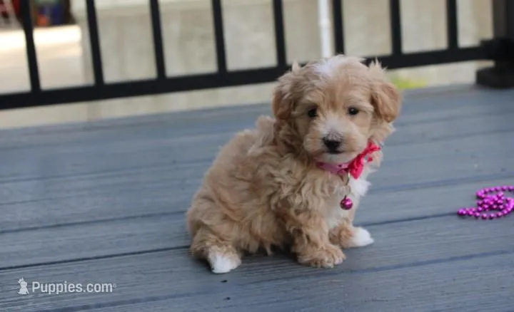 Bonnie  – Maltipoo puppy for sale in Millersburg, OH