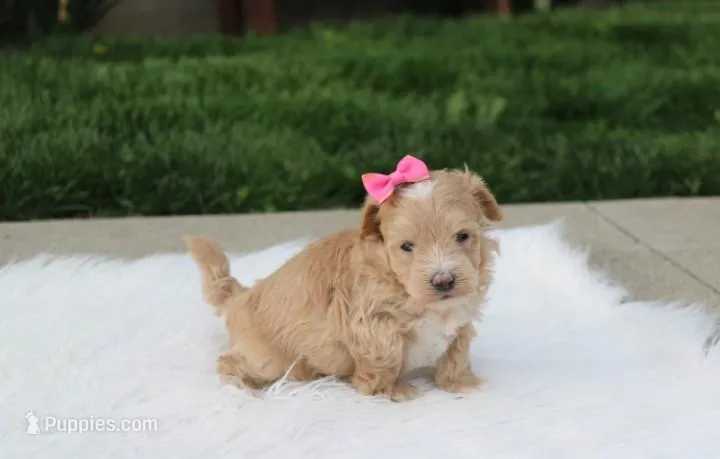 Bonnie  – Maltipoo puppy for sale in Millersburg, OH