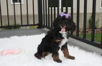 Amber , a female Poodle - Miniature  for sale in Millersburg, OH – 4 of 4