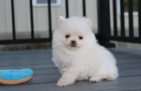 Mochi, a male Pomeranian for sale in Millersburg, OH – 10 of 10