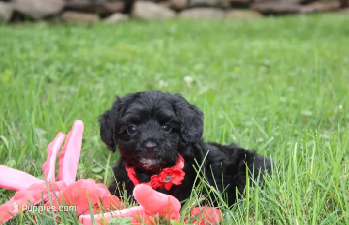 River – Yorkipoo puppy for sale in Millersburg, OH