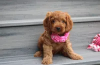 Lyra, a female Cockapoo for sale in Millersburg, OH – 5 of 5