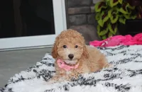Kallista , a female Bichpoo for sale in Millersburg, OH – 6 of 10