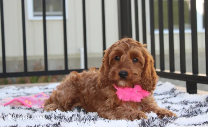 Lacie – Cockapoo puppy for sale in Millersburg, OH