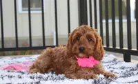 Lacie, a female Cockapoo for sale in Millersburg, OH – 1 of 7