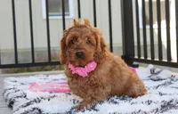Lyra, a female Cockapoo for sale in Millersburg, OH – 2 of 10