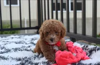 Kirian, a male Bichpoo for sale in Millersburg, OH – 7 of 9