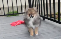 Casper , a male Pomeranian for sale in Millersburg, OH – 2 of 10
