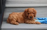 Loki, a male Cockapoo for sale in Millersburg, OH – 2 of 3
