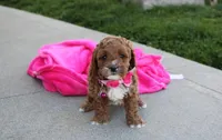 Lola, a female Cavapoo for sale in Millersburg, OH – Photo 5 of 5