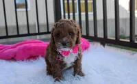 Lola, a female Cavapoo for sale in Millersburg, OH – Photo 3 of 5