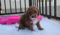 Lola, a female Cavapoo for sale in Millersburg, OH – Photo 2 of 5
