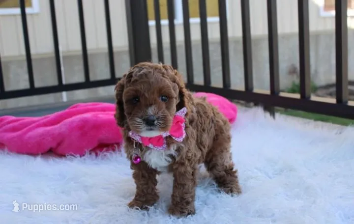 Lola – Cavapoo puppy on hold in Millersburg, OH
