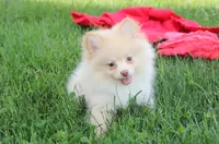 Teddy , a male Pomeranian for sale in Millersburg, OH – 2 of 9