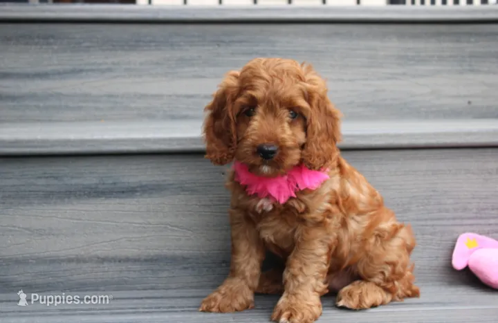 Lacie – Cockapoo puppy for sale in Millersburg, OH