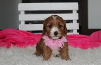 Marlee, a female Cavapoo for sale in Millersburg, OH – 6 of 10