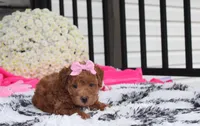 Sunny, a female Bichpoo for sale in Millersburg, OH – 8 of 10