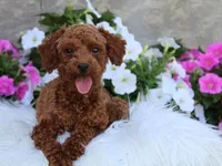Sasha, a female Poodle - Toy  for sale in Millersburg, OH – Photo 10 of 10